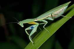 Female New Zealand Mantis (Orthodera novaezealandiae) from side.jpg