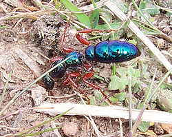 Female blue ant.jpg