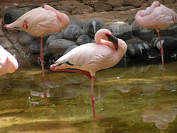 Fenicottero rosa zoopark.JPG