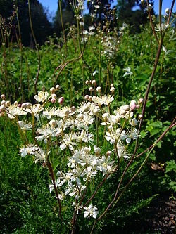 Filipendula vulgaris 'dropwort' 2007-06-02 (flower).JPG
