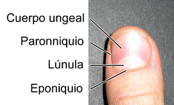 Fingernail-Anatomia-externa-uña.png