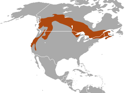 Distribución de la marta pescadora