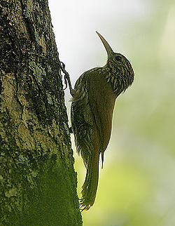 Flickr - Rainbirder - Streak-headed Woodcreeper (Lepidocolaptes souleyetii).jpg