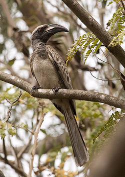 Flickr - tj.haslam - African Grey Hornbill (Tockus nasutus).jpg