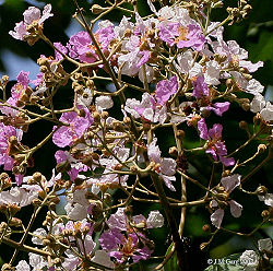 Flowers close-up I IMG 8662.jpg