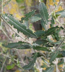 Foglie di olivo danneggiate dagli adulti di O.cribricollis.jpg