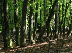 Forest1.jpg