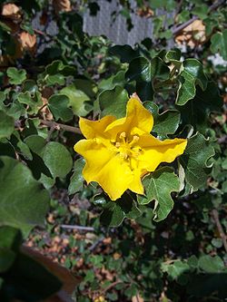 Fremontodendron californicum4.jpg