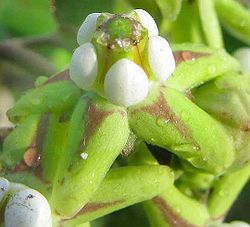 Funastrum lindenianum-flower.jpg