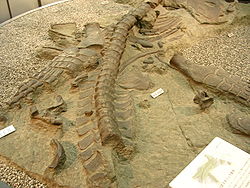 Futabasaurus-suzukii fossil-rock replica at Tokyo NSM.jpg