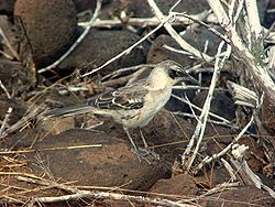 Galápagos Mockingbird (Nesomimus parvulus) -standing2.jpg