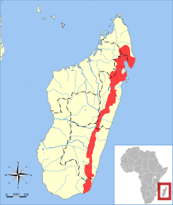 Distribución de la mangosta de franjas anchas