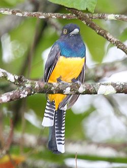 Gartered Trogon.jpg