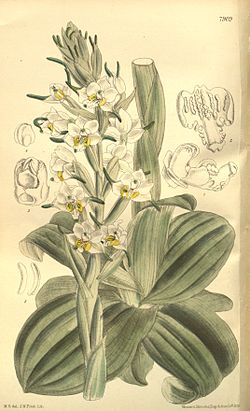 Gavilea longibracteata (as Chloraea longibracteata) - Curtis' 129 (Ser. 3 no. 59) pl. 7909 (1903).jpg