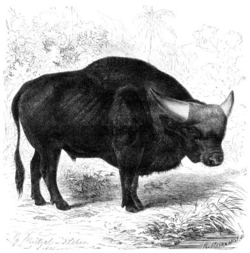 Gayal (Bos frontalis).png