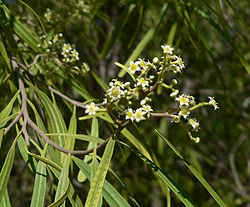 Geijera parviflora 3.jpg