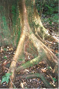 Geissois benthamiana - buttress roots Sept 17 1995.jpg