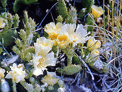 Genus Opuntia Mill 1754.jpg