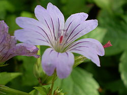 Geranium 0.4 R.jpg