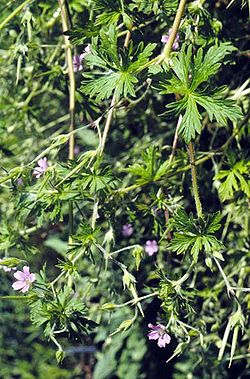 Geranium bicknellii.jpg