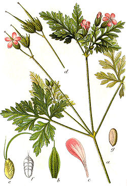 Geranium robertianum Sturm7.jpg