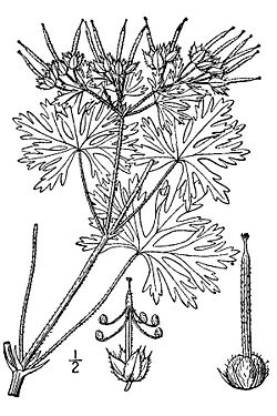 Geraniumcarolinianum.jpg