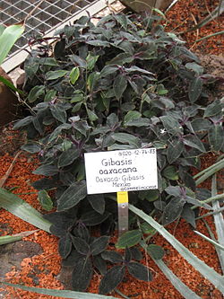 Gibasis oaxacana - Berlin Botanical Garden - IMG 8669.JPG