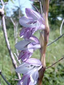 Gladiolus klattianus Bild0882.jpg