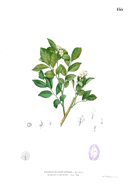 Glycosmis pentaphylla Blanco1.155.png