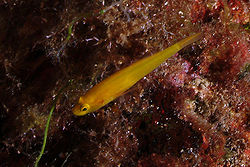 Gobius auratus 03-10-08 (Stefano Guerrieri).jpg