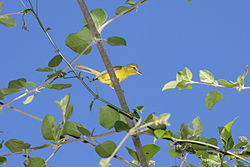 Golden Vireo,.jpg