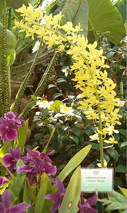 Grammatophyllum scriptum flavum OrchidsBln0906.jpg