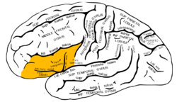 Gray726 inferior frontal gyrus.png