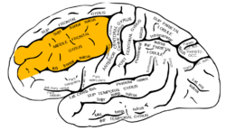 Gray726 middle frontal gyrus.png