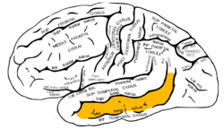Gray726 middle temporal gyrus.png