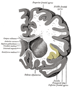 Gray743 insular cortex.png