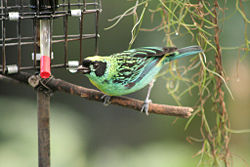 Green-and-Gold Tanager.jpg