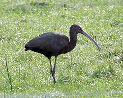 Green Ibis (Mesembrinibis cayennensis).jpg