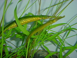 Green pipefish.JPG