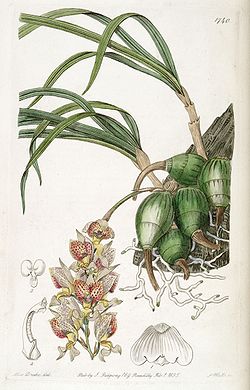Grobya amherstiae - Edwards vol 20 pl 1740 (1835).jpg