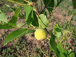 Guabiroba fruto.jpg