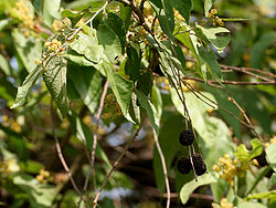Guazuma ulmifolia (West Indian Elm) with fruits W IMG 8269.jpg