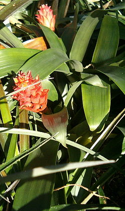 Guzmania osyana BotGardBln1105InflorescenceE.jpg