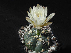 Gymnocalycium denudatum1MAWI.jpg