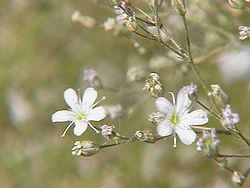 Gypsophila acutifolia0.jpg