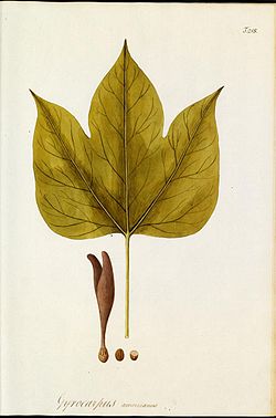 Gyrocarpus americanus.jpg