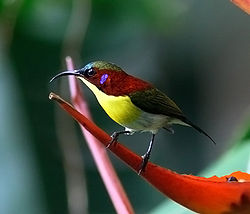 Handsome sunbird.jpg