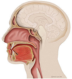 Head lateral mouth anatomy.jpg