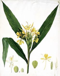 Hedychium coccineum-Roscoe-1828.jpg