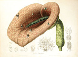 Helicodiceros muscivorus00.jpg
